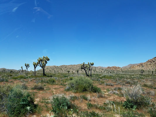 Chaparral: Desert Scented Soy Wax Candle