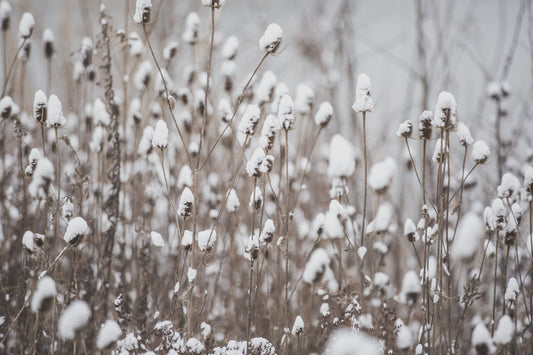 Ultimate Winter Skincare Guide: How to Keep Your Skin Healthy in Cold Weather with Our Vegan Products