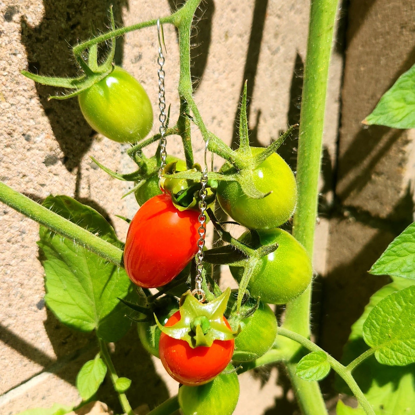 Juliet Tomato 🍅Earrings